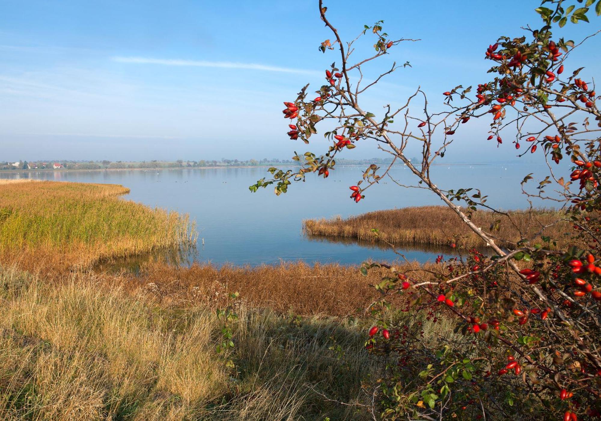 Daenische Ferienhaeuser Am Salzhaff Haus Vogelparadies Insel Poel Esterno foto